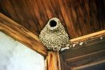 Swallows Nest, Mud, ABPV02P02_16