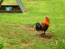 Rooster, Chickens, Hawaii, ABQD01_001