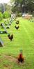 Rooster, Chickens, Hawaii, Panorama, ABQD01_006