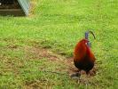 Rooster, Chickens, Hawaii, ABQD01_008