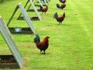 Rooster, Chickens, Hawaii, ABQD01_009