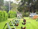 Rooster, Chickens, Hawaii, ABQD01_010
