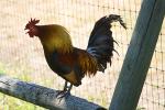 Rooster, ABQD01_020