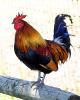 Rooster, ABQD01_021