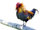 Rooster, ABQD01_022