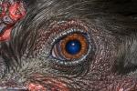 Rooster eye, ABQD01_026