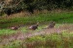 Wild Turkey, Sonoma County, Two-Rock, ABQD01_029