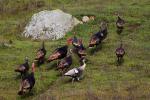 Wild Turkey, Sonoma County, Two-Rock, ABQD01_031
