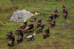 Wild Turkey, Sonoma County, Two-Rock, ABQD01_032