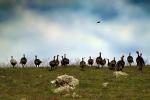 Wild Turkey, Sonoma County, Two-Rock, ABQD01_034