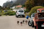 Turkey walking in a suburban setting, cars, road, street, El Cerrito California