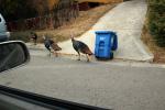 Turkey walking in a suburban setting, El Cerrito California