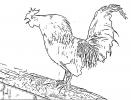 Rooster Drawing, sketch, ABQD01_042