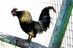 Rooster sketch, Paintography, ABQD01_043