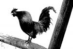 Rooster sketch, ABQD01_044