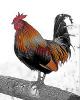 Rooster sketch, Paintography, ABQD01_045