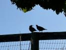 Quail, ABQD01_056