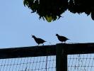 Quail, ABQD01_057