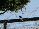 Quail, ABQD01_058