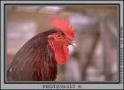 Rooster, ABQV01P01_14