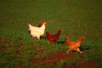 chicken, hen, rooster, ABQV01P03_02.3343