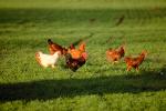 chicken, hen, rooster, ABQV01P03_03.0354