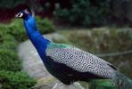 Peacock, ABQV01P03_19