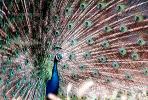 Peacock, Phasianidae, Phasianinae, Peafowl, pheasant, extravagant eye-spotted tail, eyes, iridescent, feathers, plumage, ABQV01P04_03