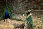 Peacock, Phasianidae, Phasianinae, Peafowl, pheasant, extravagant eye-spotted tail, eyes, iridescent, feathers, plumage, ABQV01P04_06