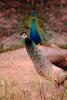 Peacock, Phasianidae, Phasianinae, Peafowl, pheasant, ABQV01P04_08.3343