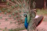 Peacock, Phasianidae, Phasianinae, Peafowl, pheasant, extravagant eye-spotted tail, eyes, iridescent, feathers, plumage, ABQV01P04_09.3343