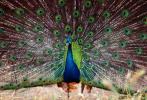Peacock, Phasianidae, Phasianinae, Peafowl, pheasant, extravagant eye-spotted tail, eyes, iridescent, feathers, plumage, ABQV01P04_10