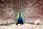Peacock, Phasianidae, Phasianinae, Peafowl, pheasant, extravagant eye-spotted tail, eyes, iridescent, feathers, plumage, ABQV01P04_12