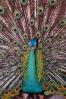 Peacock, Phasianidae, Phasianinae, Peafowl, pheasant, extravagant eye-spotted tail, eyes, iridescent, feathers, plumage, ABQV01P04_18