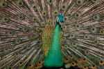 Peacock, Phasianidae, Phasianinae, Peafowl, pheasant, extravagant eye-spotted tail, eyes, iridescent, feathers, plumage, ABQV01P04_19.3343