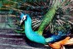 Peacock, ABQV01P05_03