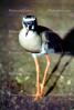 Crowned Lapwing, ABQV01P08_06