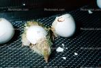 hatching chick, Eggshell, ABQV01P08_11