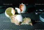 hatching chick, ABQV01P08_12