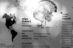 Wild Turkey, ABQV01P09_08