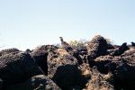 Nene, igneous rock, lava boulders, ABQV01P11_04