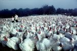 Turkeys Waiting for Slaughter, Thanksgiving, ABQV01P13_13