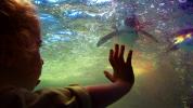 Swimming Penguin, underwater, ABSD01_002
