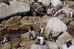 African Penguin, (Spheniscus demersus), Spheniscidae, Endangered, wildlife, ABSV01P04_10.0491