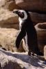 African Penguin, (Spheniscus demersus), Spheniscidae, Endangered, wildlife, ABSV01P04_11.0491