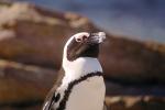 African Penguin, (Spheniscus demersus), Spheniscidae, Endangered, wildlife, ABSV01P04_13.0491