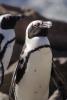 African Penguin, (Spheniscus demersus), Spheniscidae, Endangered, wildlife, ABSV01P04_14.0491