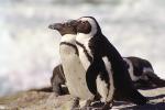 African Penguin, (Spheniscus demersus), Spheniscidae, Endangered, wildlife, ABSV01P04_15.0491
