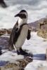 African Penguin, (Spheniscus demersus), Spheniscidae, Endangered, wildlife, ABSV01P04_17.0491