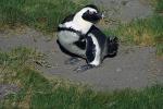 African Penguin, (Spheniscus demersus), Spheniscidae, Endangered, wildlife, ABSV01P04_19.0491